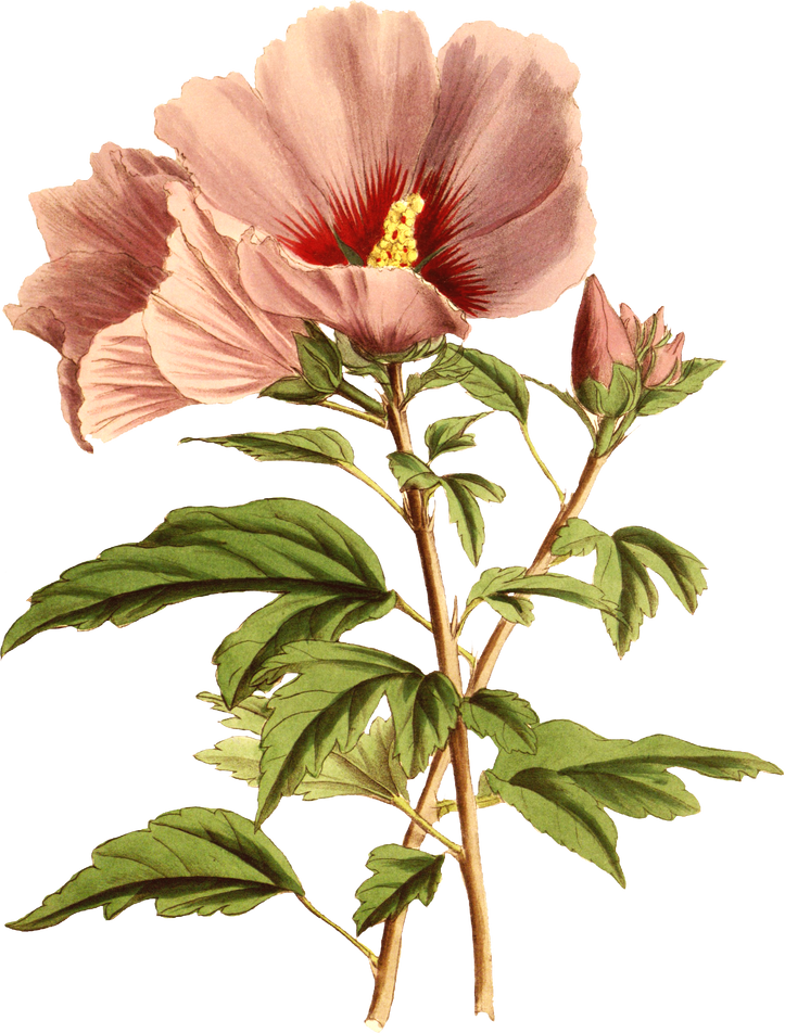 Floral Plant Illustration
